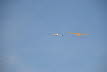 Ahnsbeck 2013 (445)
